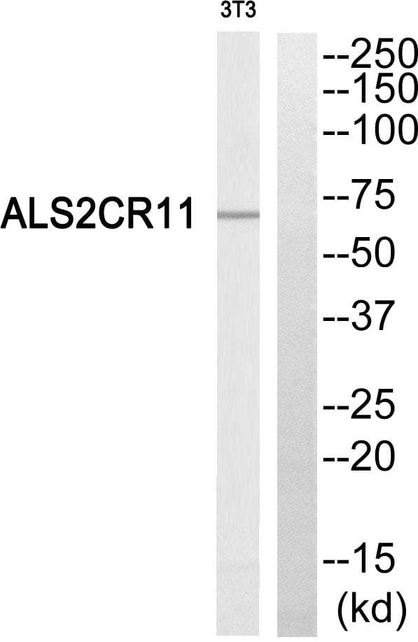 ALS2CR11 Antibody