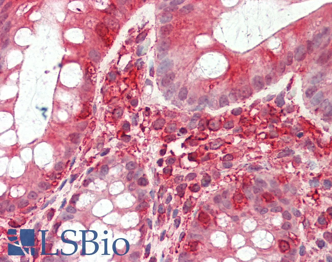 IHC-plus™ Polyclonal Goat anti-Human TFB2M Antibody (aa325-338, IHC, WB)