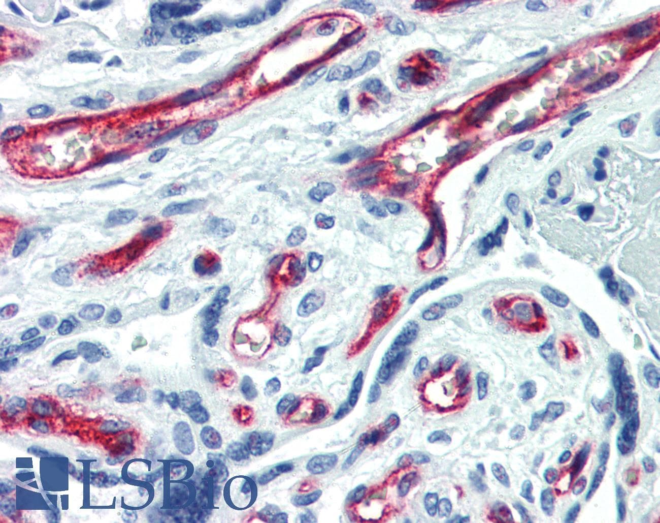 IHC-plus™ Monoclonal Mouse anti-Human CD34 Antibody (FITC, IHC)