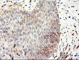 APBB3 Antibody (clone OTI5G3)
