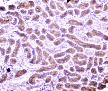 PON1 / ESA Antibody