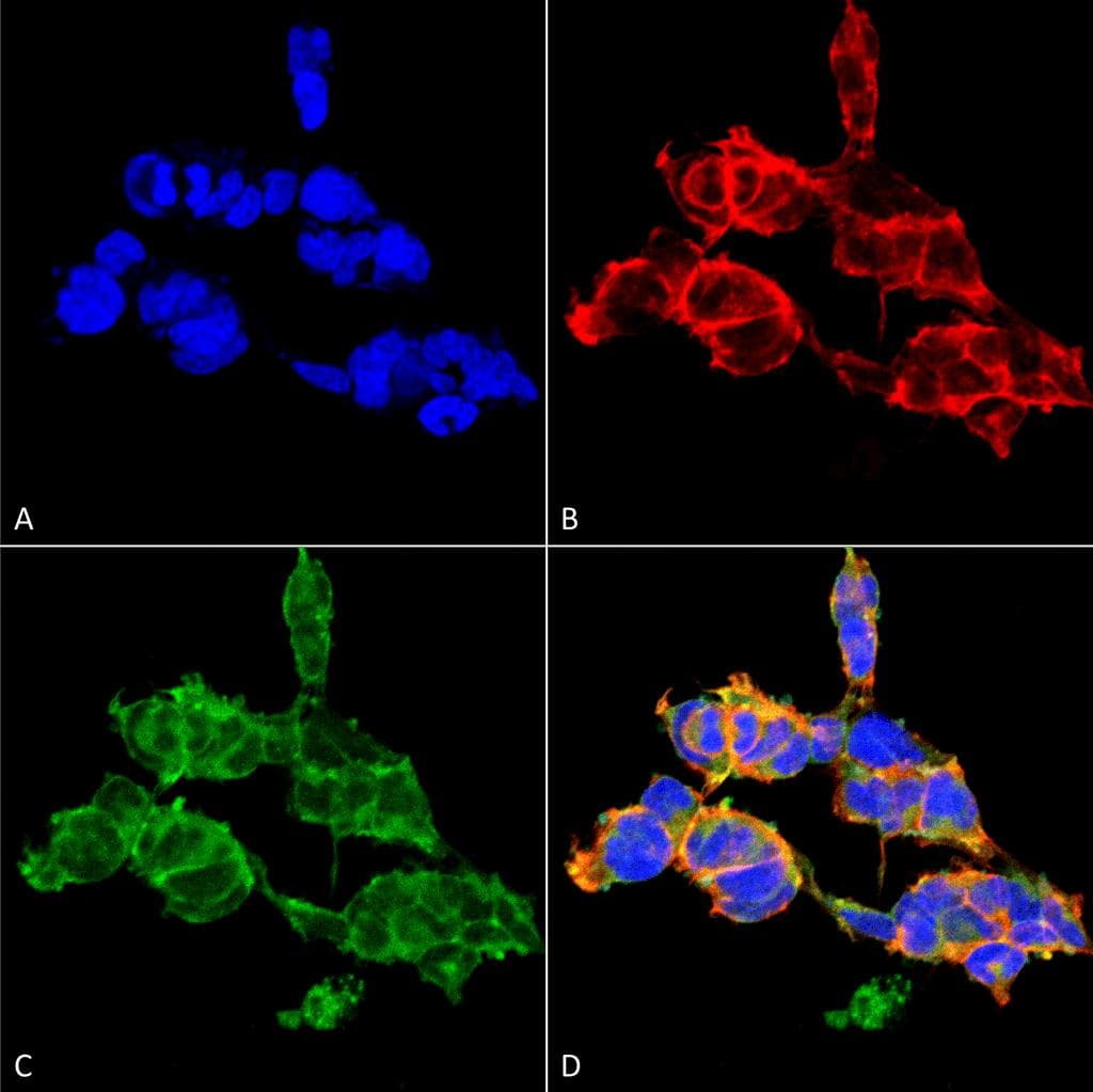O-GalNAC Antibody (clone 9B9, APC)