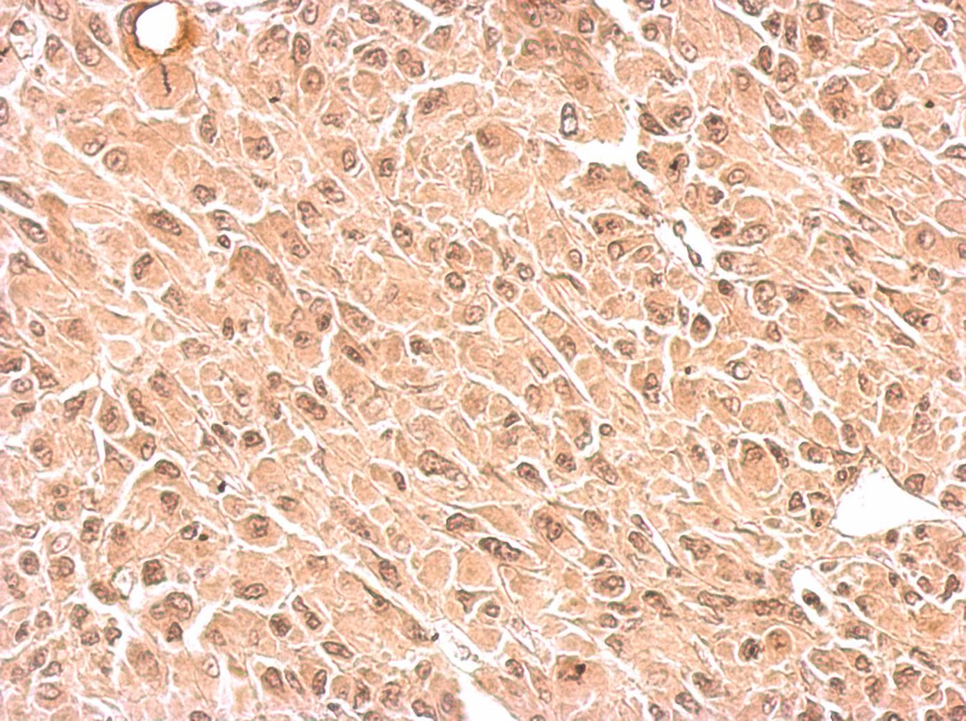 RPS3A / Ribosomal Protein S3A Antibody (aa14-264)