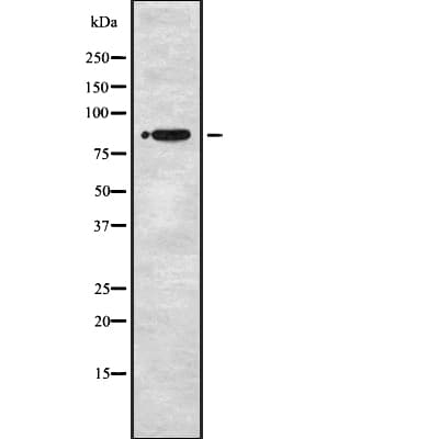 STRN3 Antibody