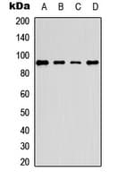 ERF / PE2 Antibody (C-Terminus)