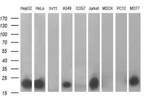 BID Antibody (clone OTI2H9)