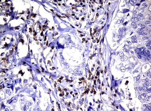 DEF6 Antibody (clone UMAB51)