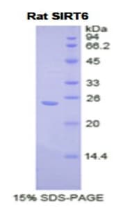 Rat SIRT6 / Sirtuin 6 Protein (Recombinant His)