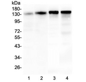 SRCIN1 / SNIP Antibody