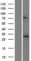 CRYZ Protein (Over-Expression Lysate Myc-DDK (Flag))