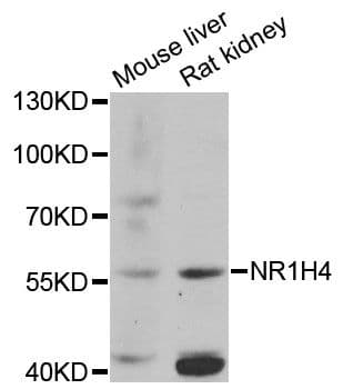 NR1H4 / FXR Antibody
