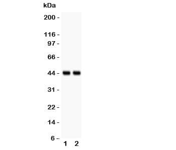 RUNX3 Antibody (aa128-270)