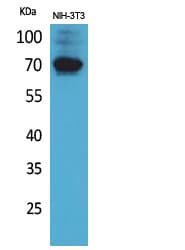 CD316 / IGSF8 Antibody