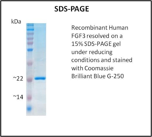 Human FGF3 Protein (Recombinant)