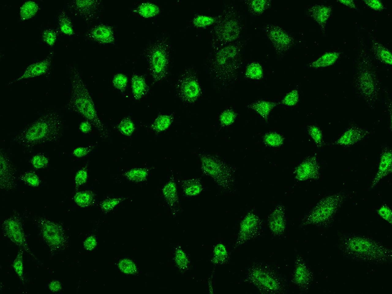 AIM2 Antibody