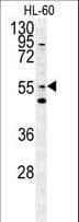 LMAN1L Antibody (aa279-308)