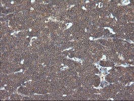 VBP1 Antibody (clone OTI1D1)