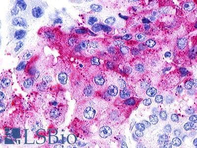 PathPlus™ GPR25 Antibody (N-Terminus)