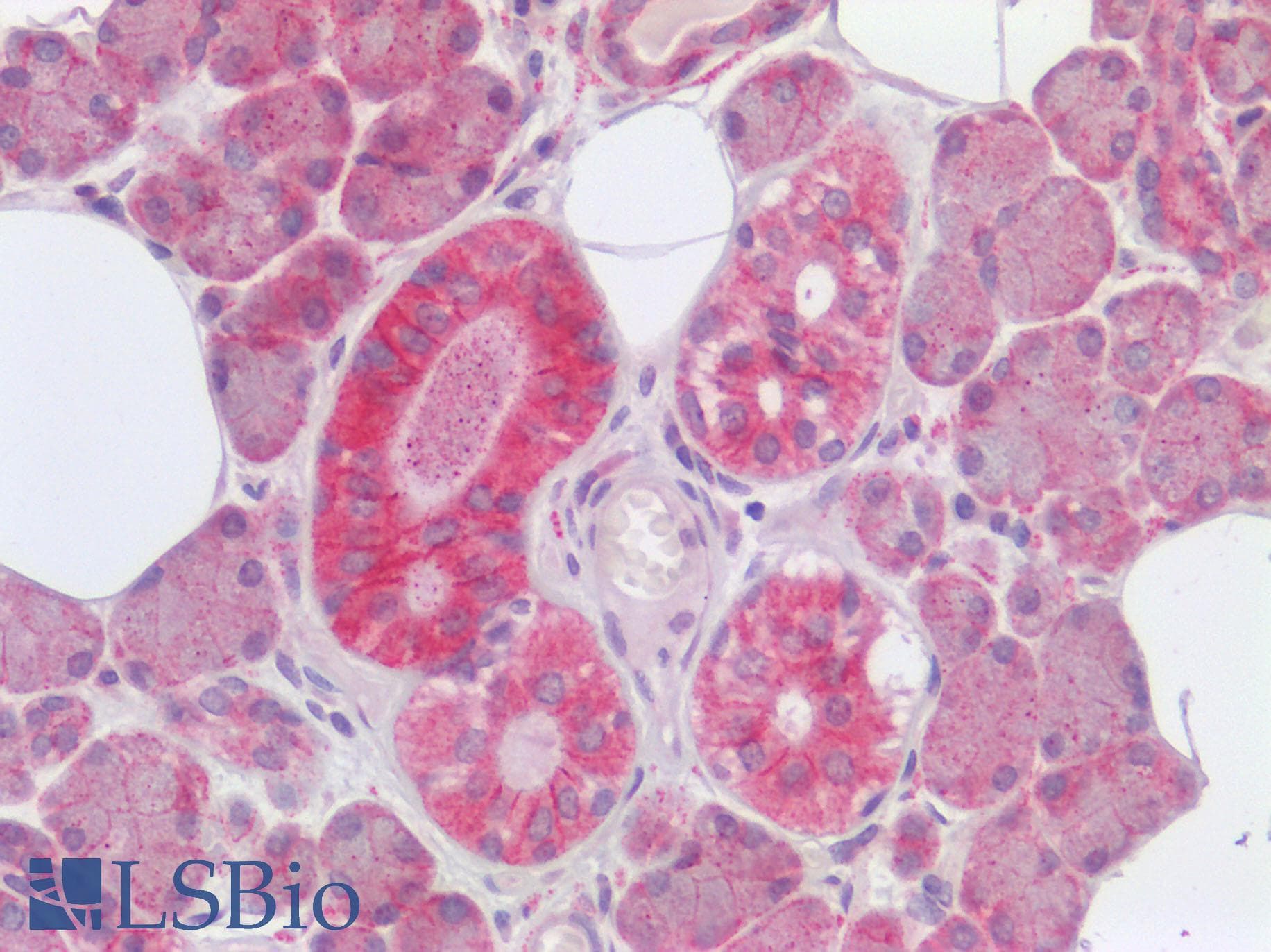 IHC-plus™ FURIN Antibody