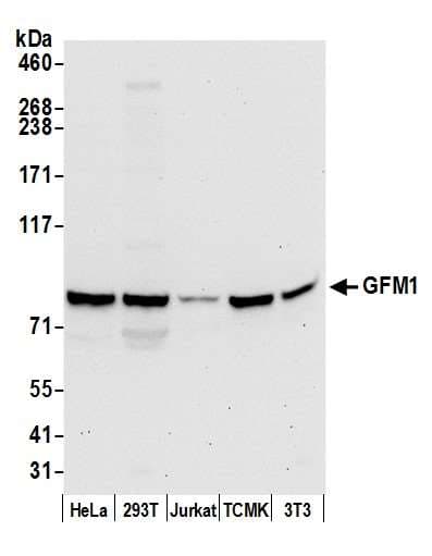 GFM1 Antibody (aa525-575)