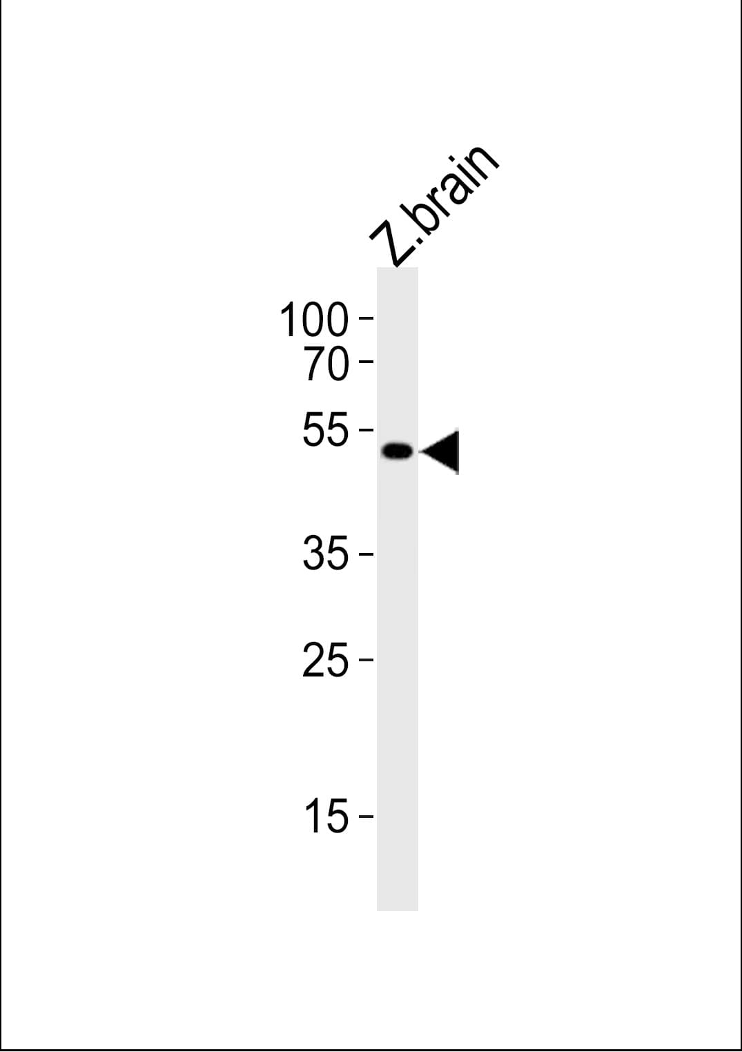 shha Antibody (aa151-162)