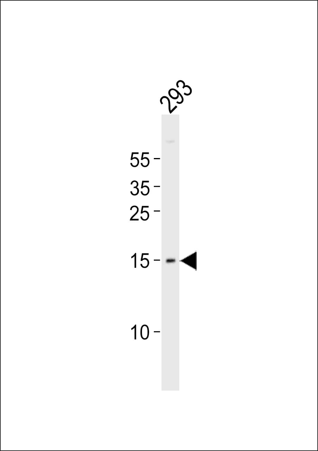 IHC-plus™ Polyclonal Rabbit anti-Human BATF Antibody (aa7-35, IHC, WB)