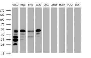 JUN / c-Jun Antibody (clone OTI1G4)