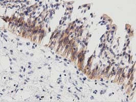 PECR Antibody (clone OTI2B2)