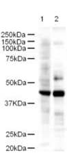IHC-plus™ Polyclonal Rabbit anti-Mouse LDB2 Antibody (IHC, WB)