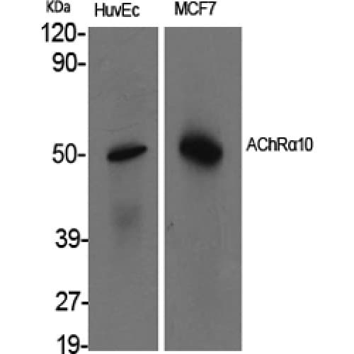 CHRNA10 Antibody (370-450 aa, C-terminal)