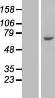 FAM198B / C4orf18 Protein (Over-Expression Lysate Myc-DDK (Flag))
