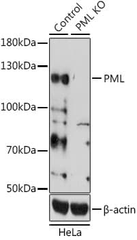 IHC-plus™ Polyclonal Rabbit anti-Human PML Antibody (IHC, IF, WB)