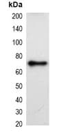 KT3 Tag Antibody