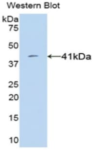 VGF Antibody (aa330-449)