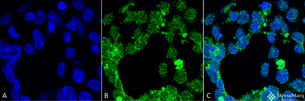 PPP5C Antibody (clone 2E11, FITC)