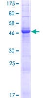 Human SLC22A9 / OAT7 Protein (Recombinant GST)