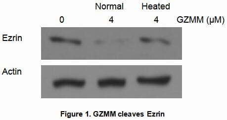 Human CD27 Protein (Recombinant His, N-Terminal)