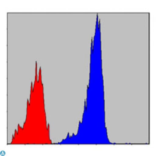 SMAD2 Antibody