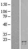 Human FAT10 / UBD Protein (Over-Expression Lysate Myc-DDK (Flag))
