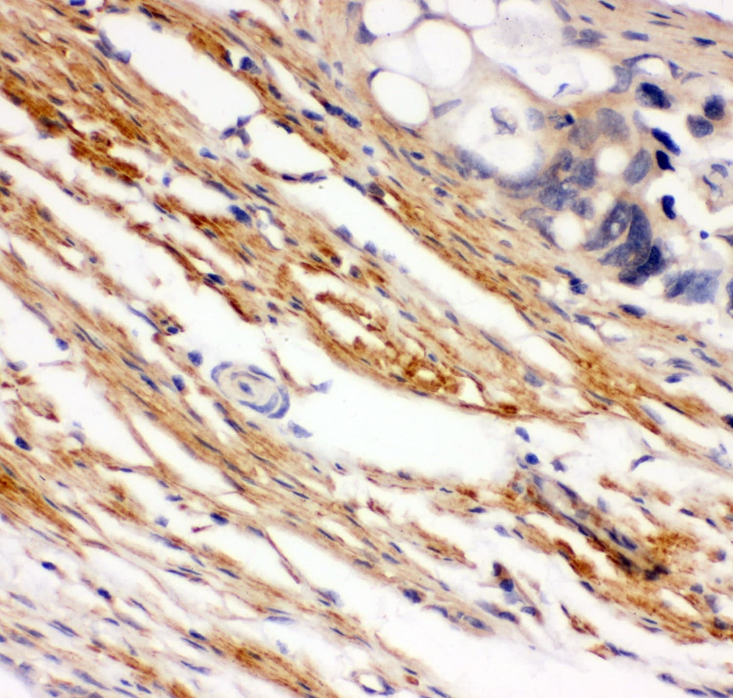 c-Kit / CD117 Antibody (aa26-285)