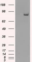 SATB1 Antibody (clone OTI6C6, Carrier-free)