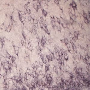 Polyclonal Rabbit anti-Rat SORT1 / Sortilin Antibody (N-Terminus, IHC, WB)