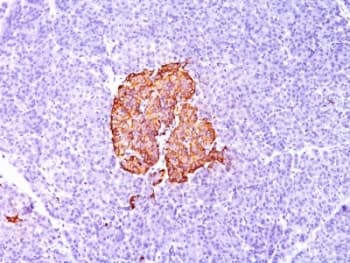 Insulin Antibody (aa1-84, clone SPM139, Azide-free, BSA-free)