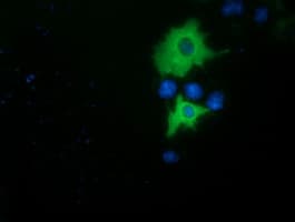 Monoclonal Mouse anti-Human BCAP / PIK3AP1 Antibody (clone OTI5H5, IF, WB)