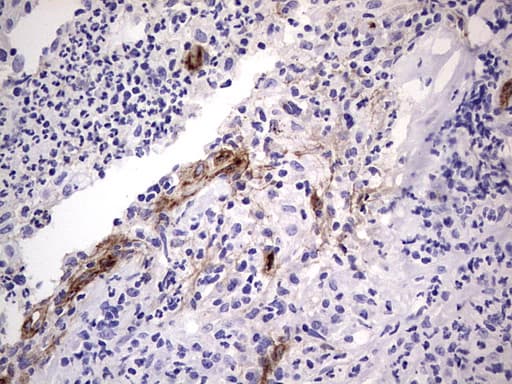 VWF / Von Willebrand Factor Antibody (aa764-1263, clone OTI6C7)