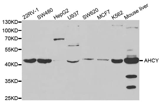 SAHH / AHCY Antibody