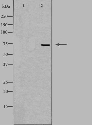 Polyclonal Rabbit anti-Human MAP9 Antibody (IF, WB)