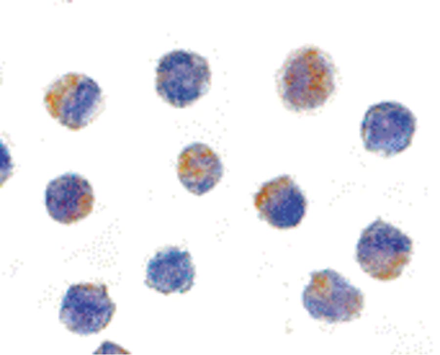IHC-plus™ AIFM1 / AIF / PDCD8 Antibody