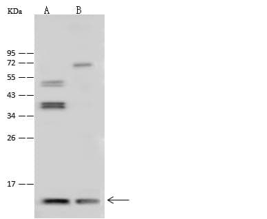 Polyclonal Rabbit anti-Human TXN2 / Thioredoxin 2 Antibody (Preservative Free, IHC, IF, WB)