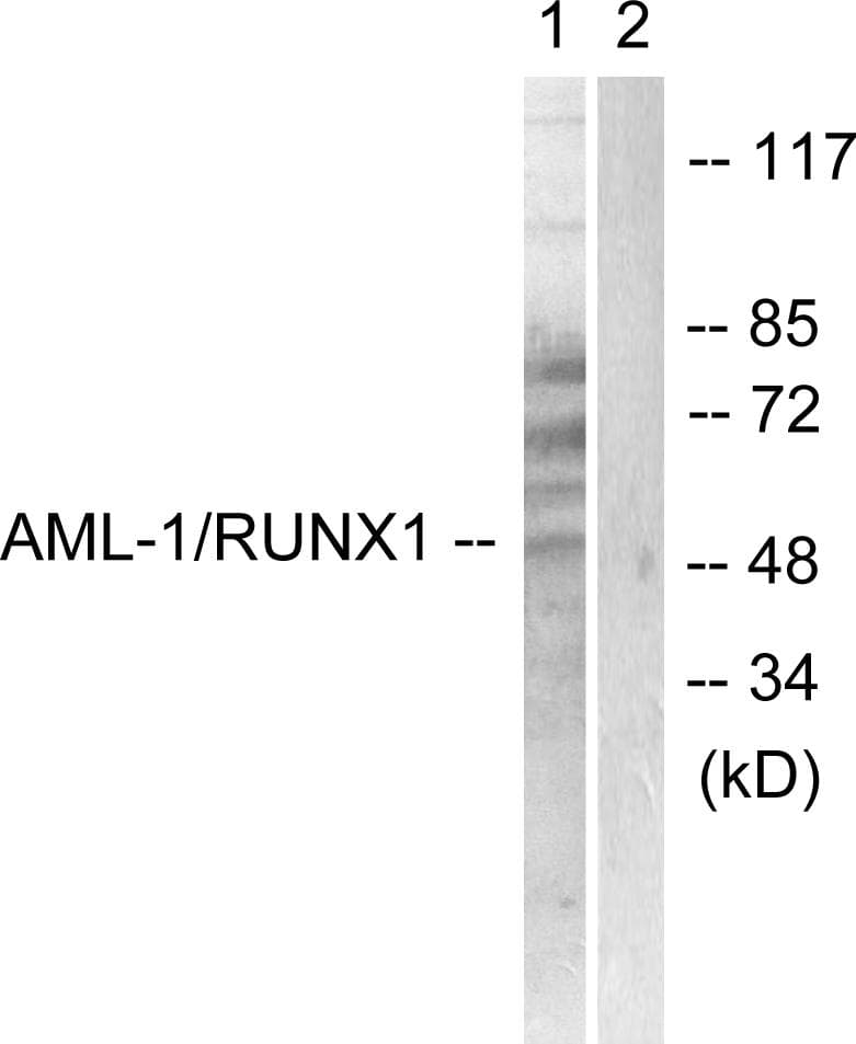 AML1 / RUNX1 Antibody (p276)